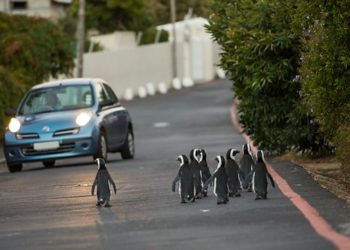 Dok je ljudska vrsta u karanteni, životinje i biljke ponovno otkrivaju slobodu