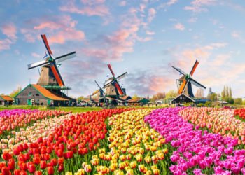 Zbog koronavirusa Nizozemci uništili milijune cvjetova