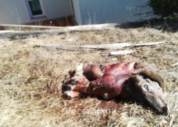 FOTO: Krivolovci siju strah i trepet na Blidinju