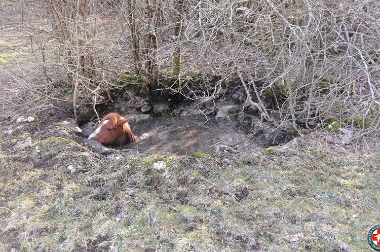 GSS Široki Brijeg na intervenciji spašavanja konja