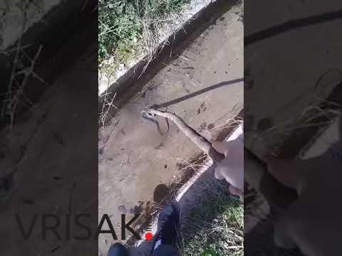 Oprez: U Hercegovini se pojavile prve zmije