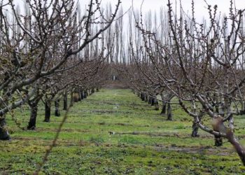 Dolazi pad temperature i mraz: Zaštitite voćke!