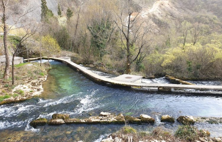 Borak je uvijek prekrasan, posebice u proljeće (FOTOGALERIJA)