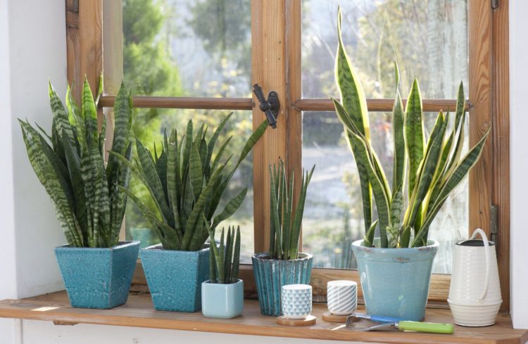 10 kućnih biljaka koje će peživijeti i uz minimalnu brigu