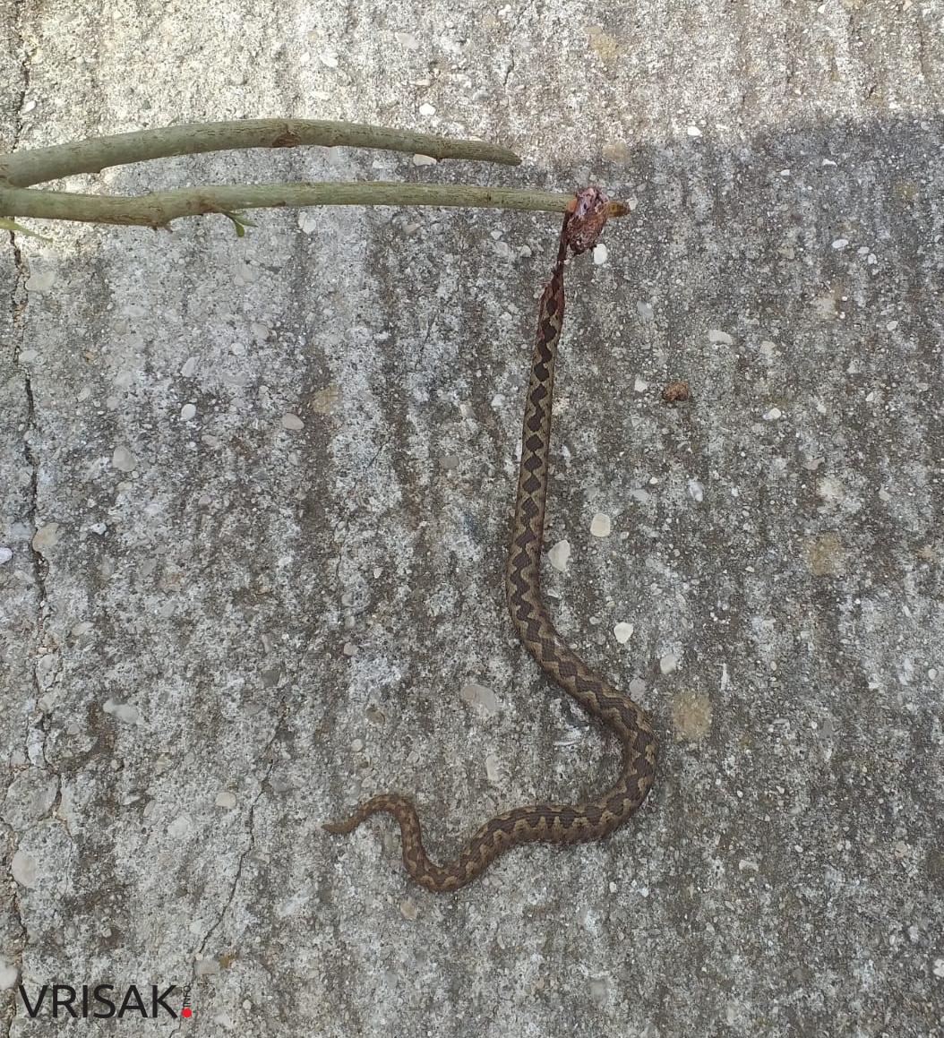 Poskoci su u akciji! Čuvajte se!