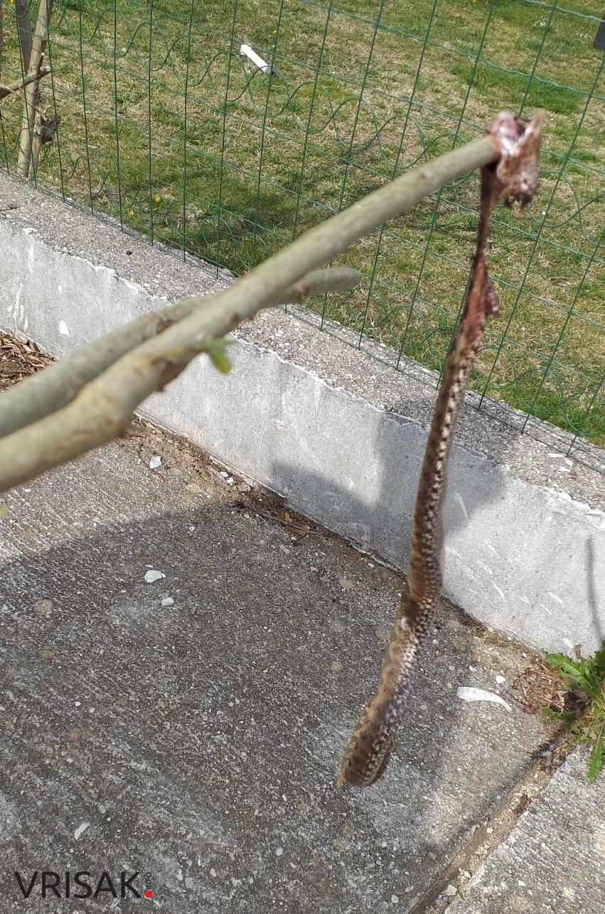 Poskoci su u akciji! Čuvajte se!