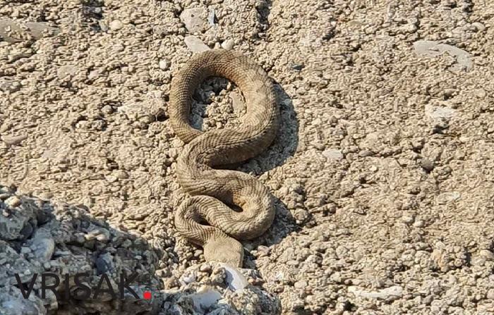 Čitluk: Ukućani se iznenadili kada su ispred ulaznih vrata ugledali zmiju