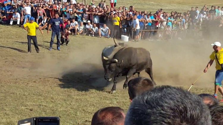Odgođena i dugo očekivana korida u Posušju
