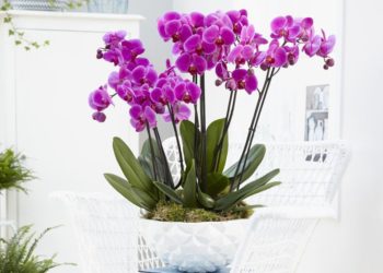 (Ne)zahtjevna krasotica: Mali trikovi s kojima će orhideja duže živjeti
