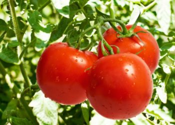 eroGAG pokrenuo “Mamipara”, hercegovačku online platformu za male proizvođače i ponuditelje usluga