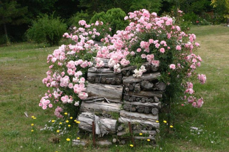 Inspiracija uoči sezone vrtlarenja: Osam super ideja za sadnju ruža