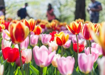 Ljubitelji cvijeća sada mogu virtualno uživati u prizorima procvalih nizozemskih tulipana
