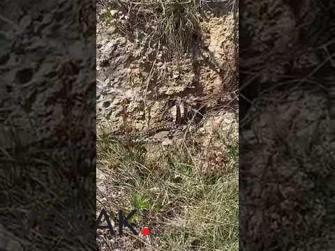 Video: Dva poskoka u zagrljaju; Za njih ne vrijedi socijalna distanca