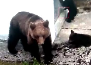 Medvjedi na Hidroelektrani Rama (VIDEO)