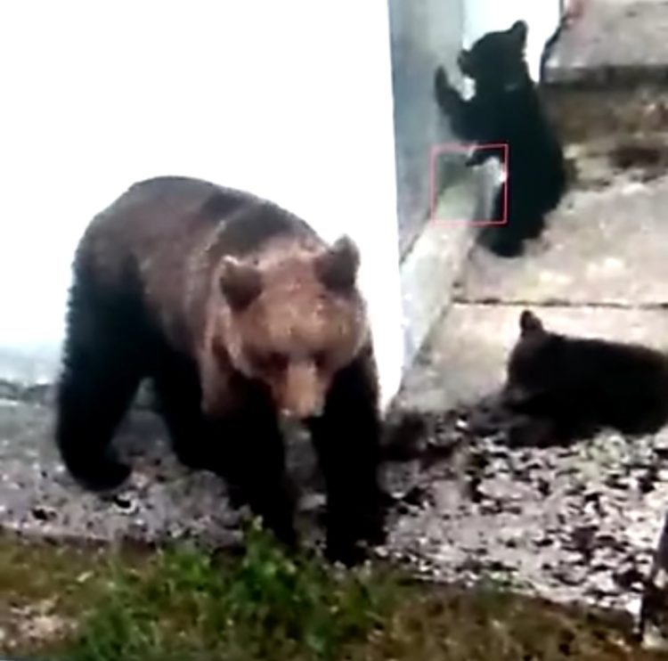 Medvjedi na Hidroelektrani Rama (VIDEO)