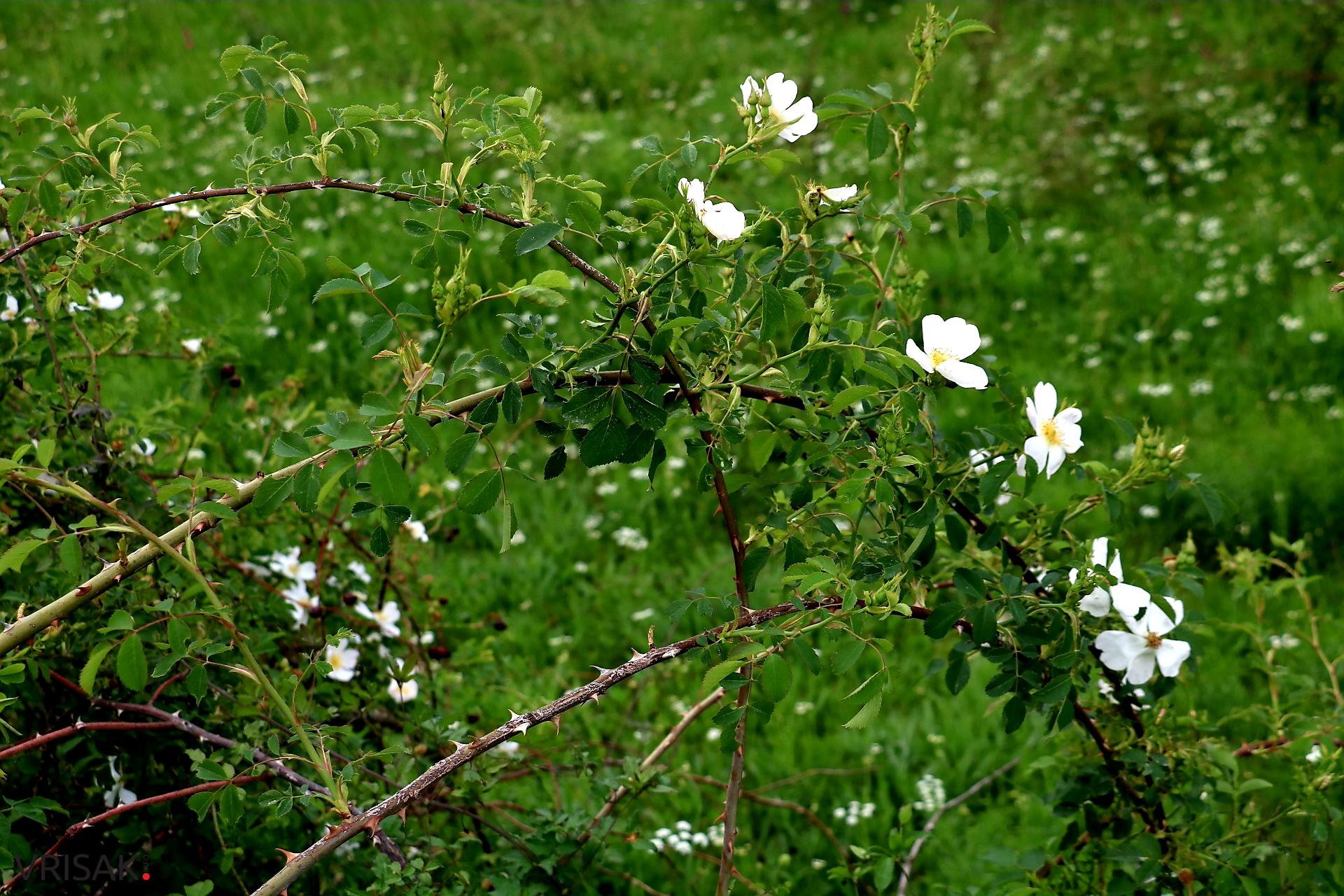 Krenica: Duboko i tajanstveno jezero uz koje se vežu brojne legende