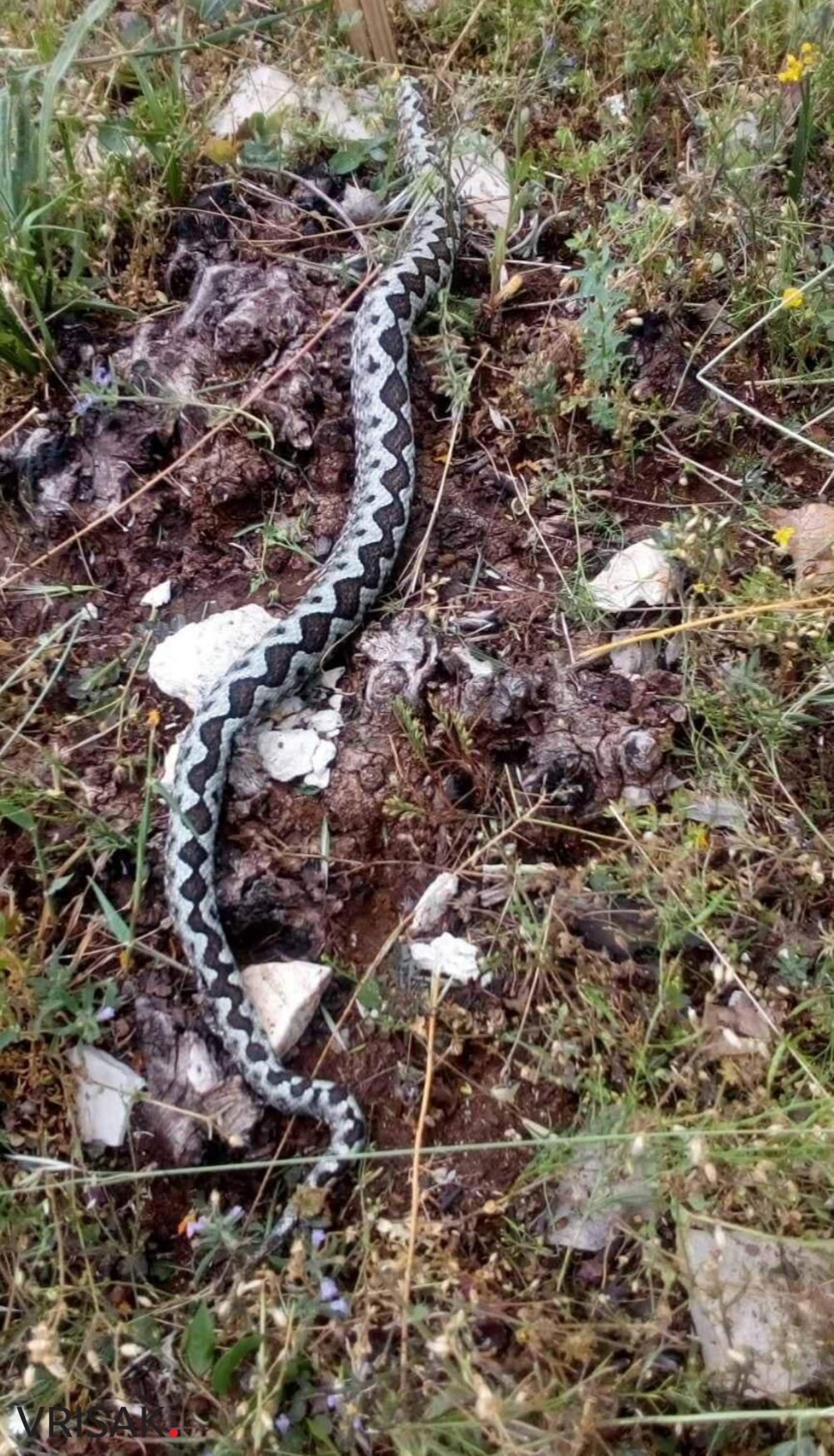 Budite oprezni: Čitatelji iz Klobuka i Knešpolja poslali su nam fotografije zmija
