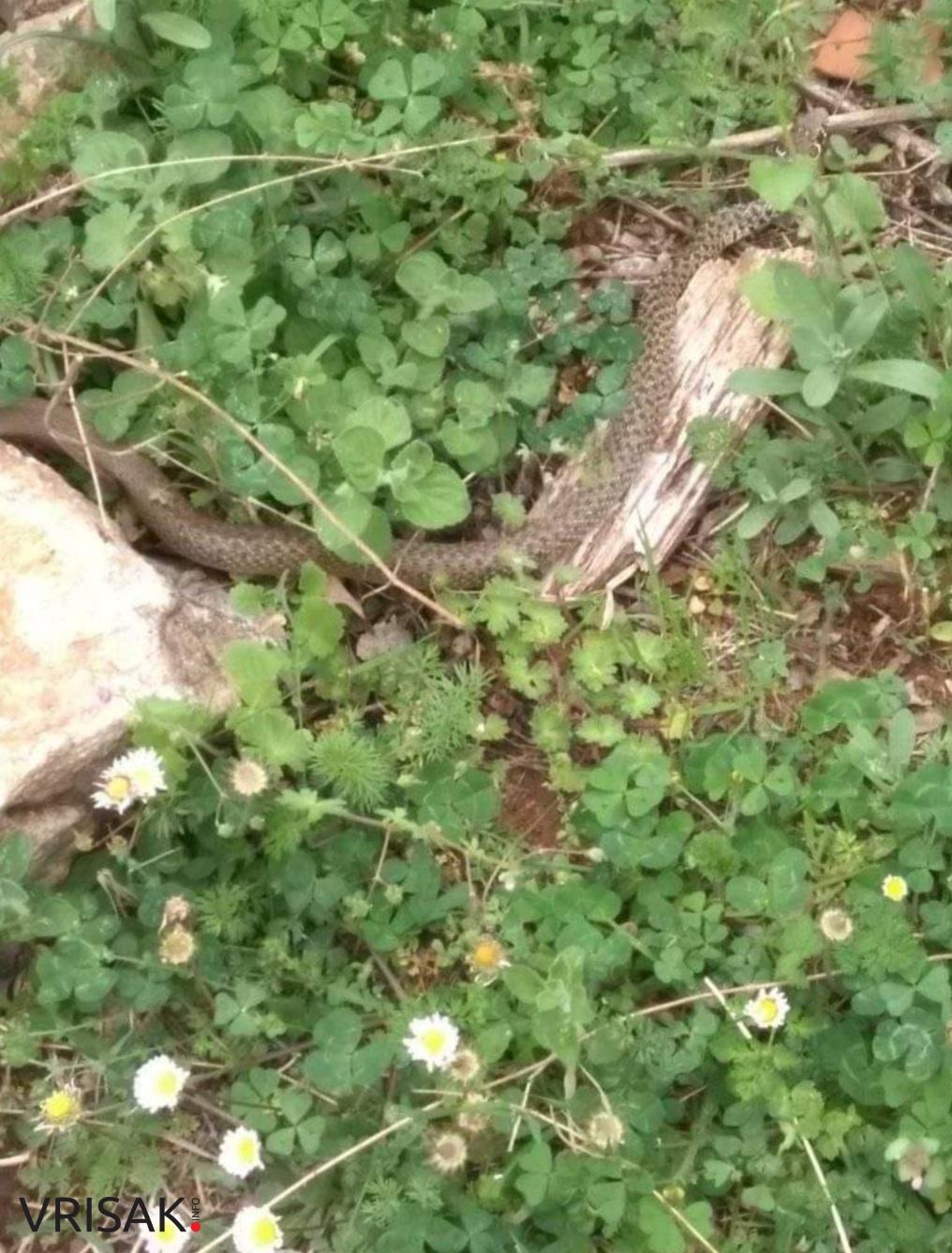 Budite oprezni: Čitatelji iz Klobuka i Knešpolja poslali su nam fotografije zmija