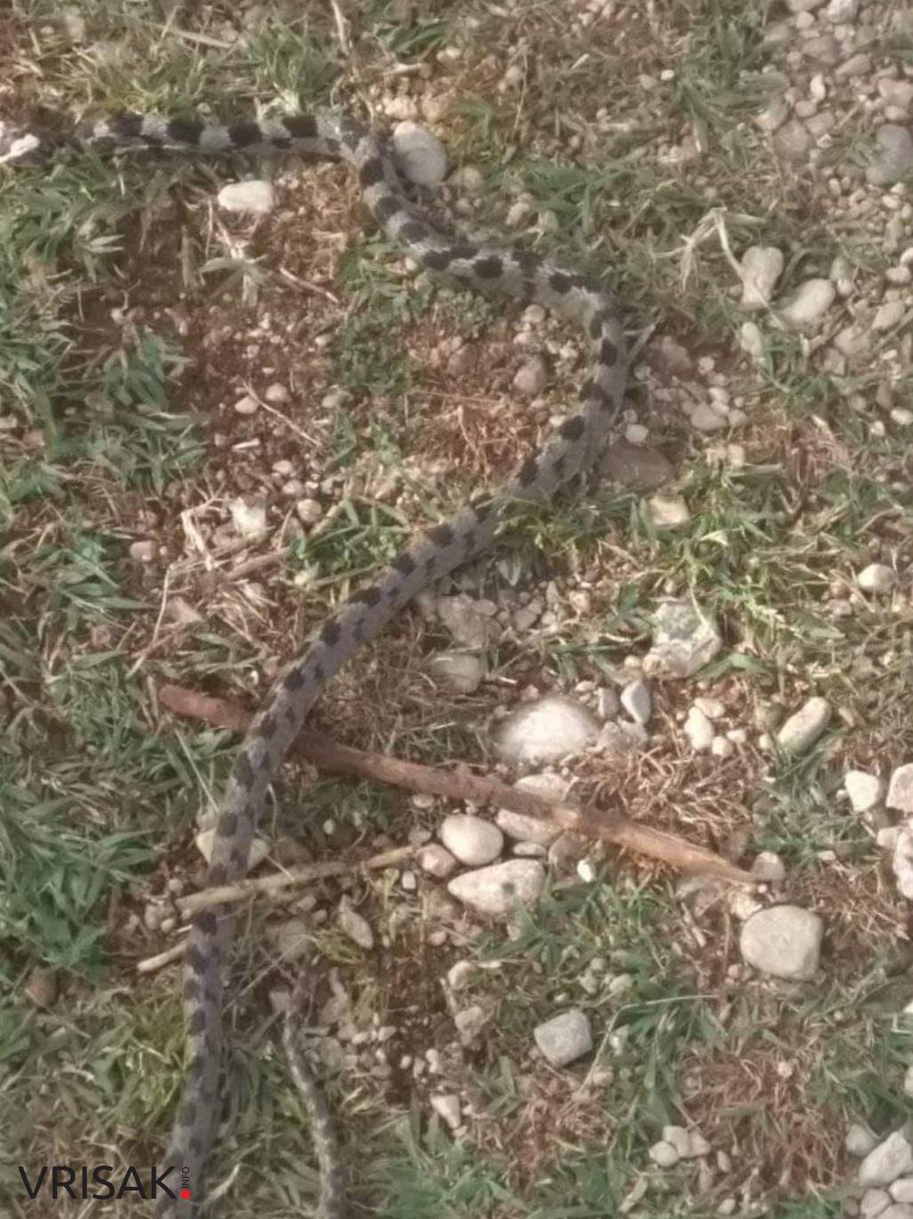 Budite oprezni: Čitatelji iz Klobuka i Knešpolja poslali su nam fotografije zmija