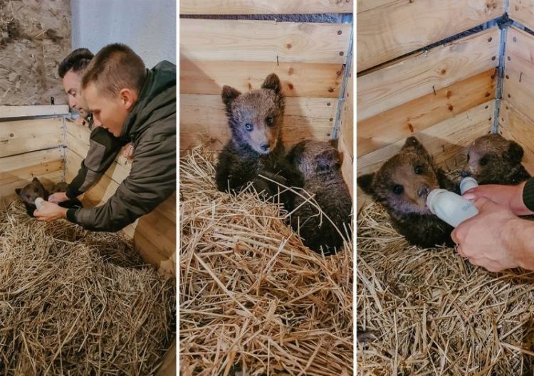 Medvjedići iz Kreševa imaju novi dom, Bingov zoološki vrt u Tuzli