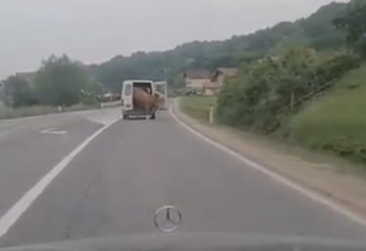 Nevjerojatan prizor: Iz kombija ispala krava (VIDEO)