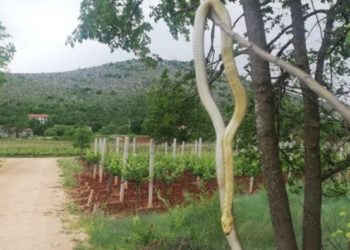 Međugorje: Ubio zmiju dugu 238 centimetara