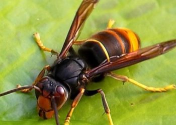 Invazija azijskih stršljena “ubojica”