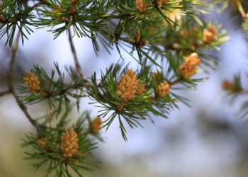 Med ili sirup od borovih iglica