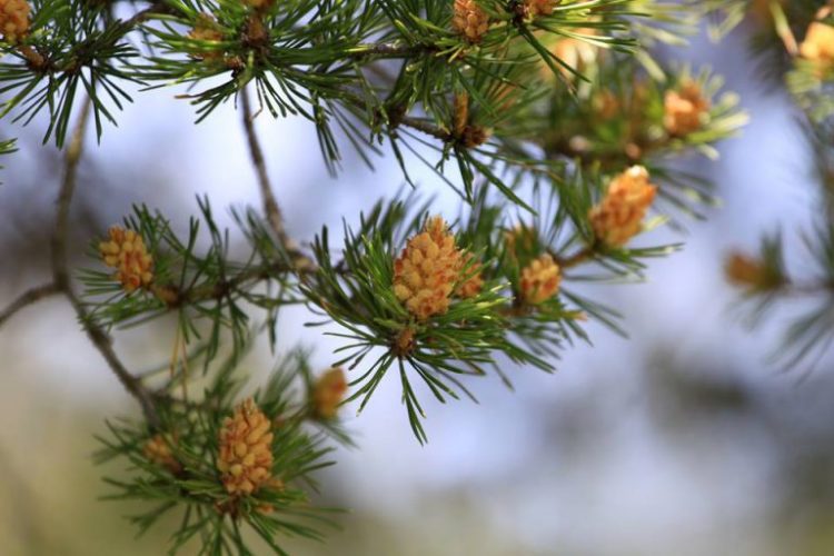 Med ili sirup od borovih iglica