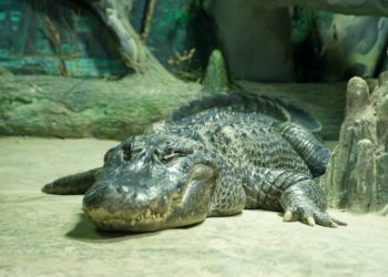 Uginuo krokodil koji je pobjegao iz Berlina tijekom II.svjetskog rata