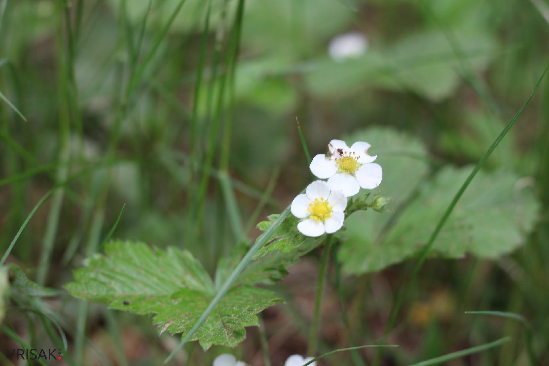 FOTO: Blidinje – odmor za oči i dušu