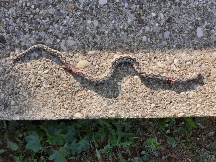 Grude: Ubila poskoka u dvorištu!