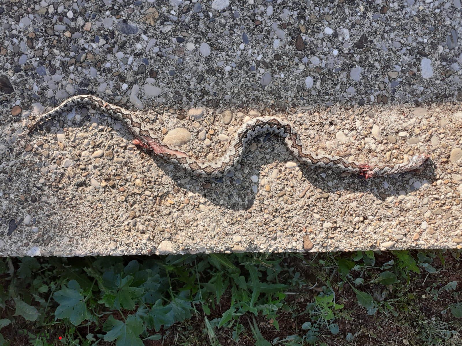 Grude: Ubila poskoka u dvorištu!