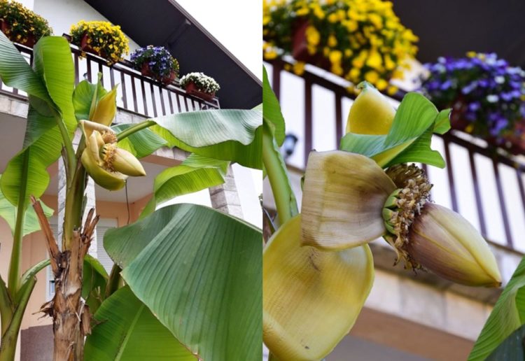 Banana uspijeva u Čitluku!