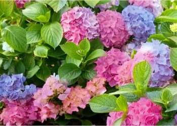 7 otrovnih biljaka koje možda imate u svojoj kući ili u vrtu