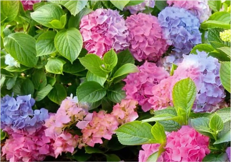 7 otrovnih biljaka koje možda imate u svojoj kući ili u vrtu