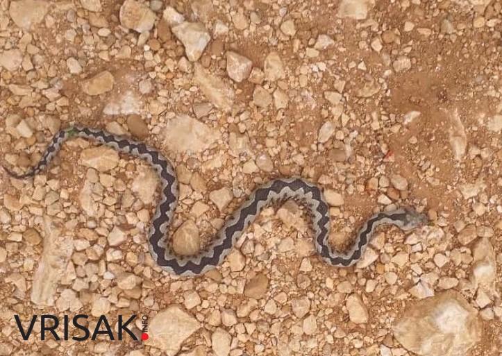 Široki Brijeg: Pravi primjerak poskoka u dvorištu; čuvajte se!