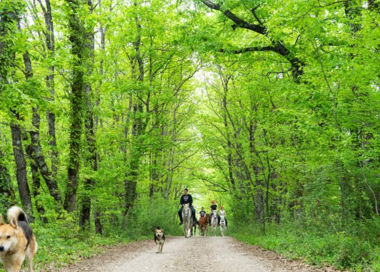 Konjički klub Stina iz Sovića krase lijepe priče i prizori, a dio njih su podijelili u razgovoru za Vrisak.info