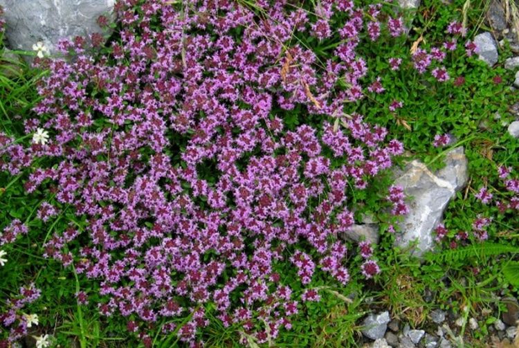 Majčina dušica – čudotvorna i ljekovita