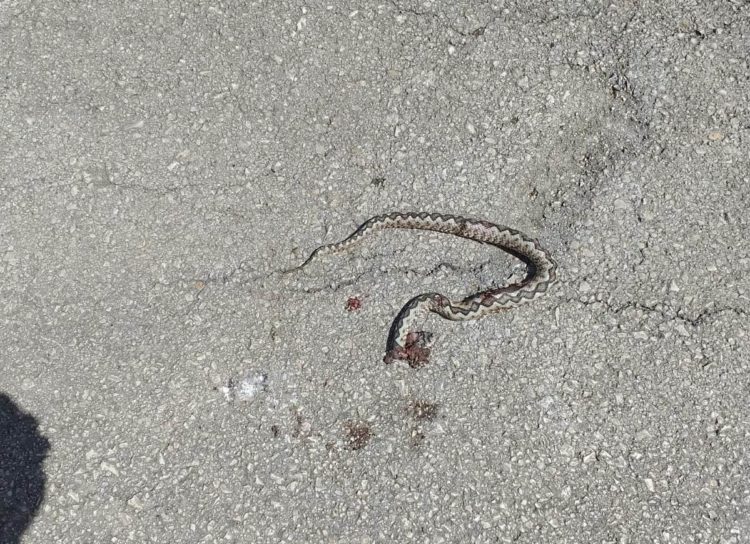 Ispred obiteljske kuće u Studencima kraj Ljubuškog ubijen poskok