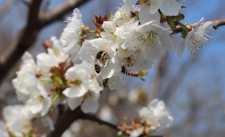 Danas je Svjetski dan pčela
