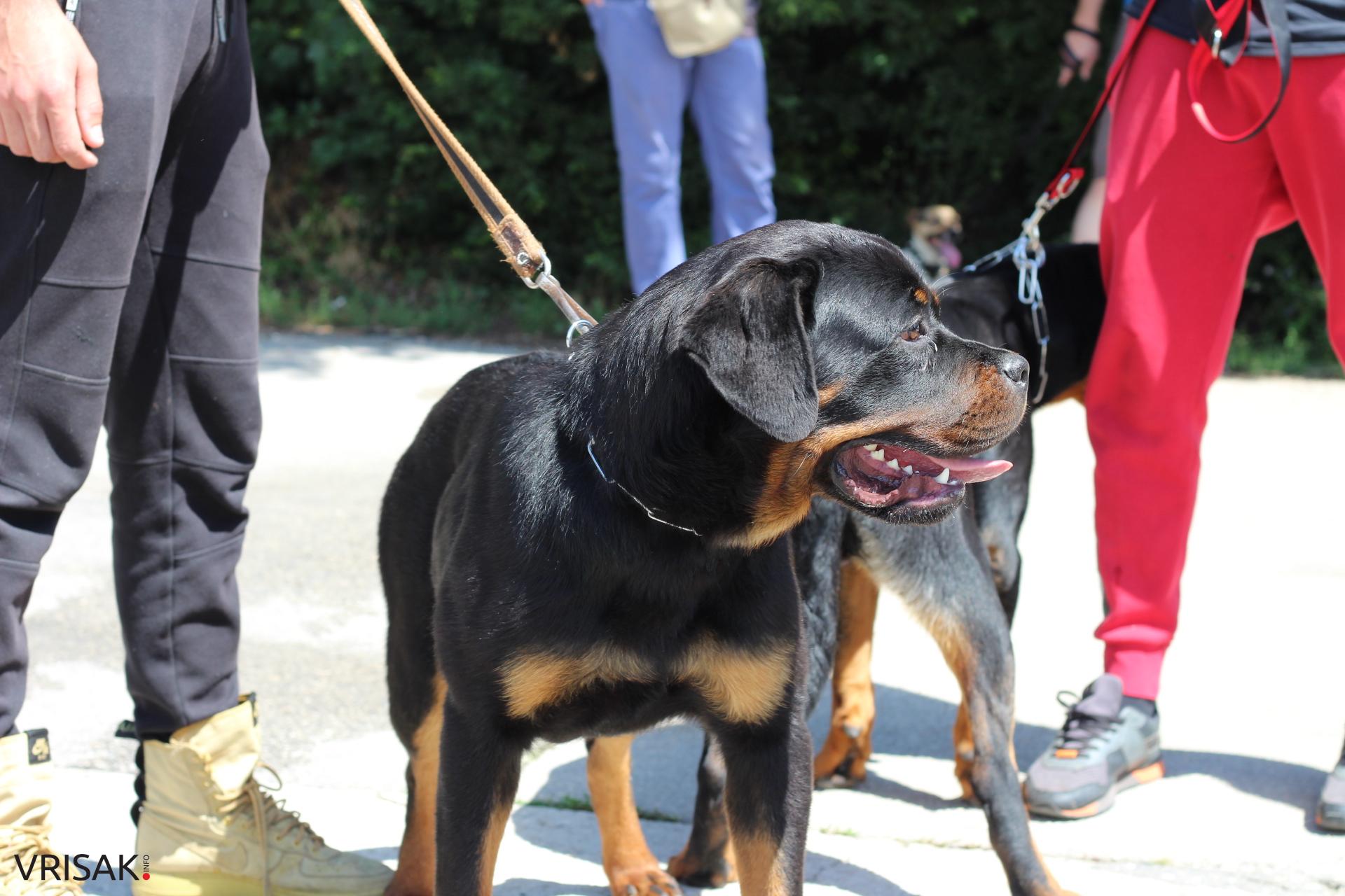 FOTO: Održana revija pasa u Širokom Brijegu