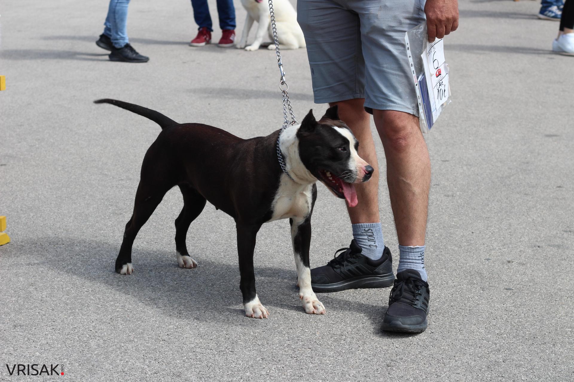 FOTO: Održana revija pasa u Širokom Brijegu
