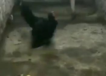 Okrutna borba zmije i purana (VIDEO)