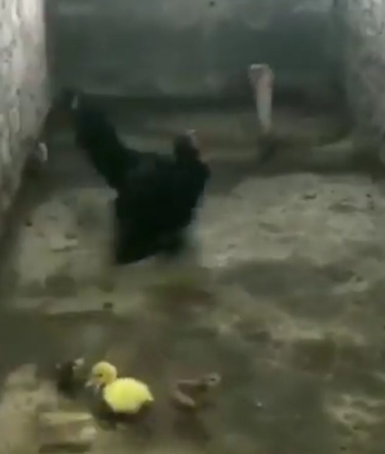 Okrutna borba zmije i purana (VIDEO)