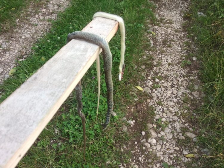 Široki Brijeg: Zmije nisu preživjele šetnju u Mokrom