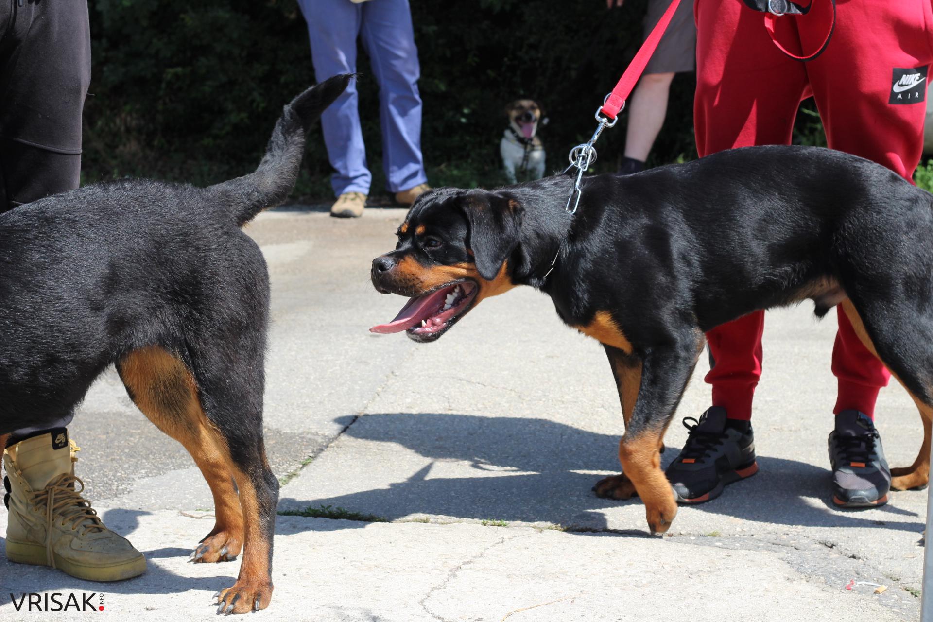 FOTO: Održana revija pasa u Širokom Brijegu