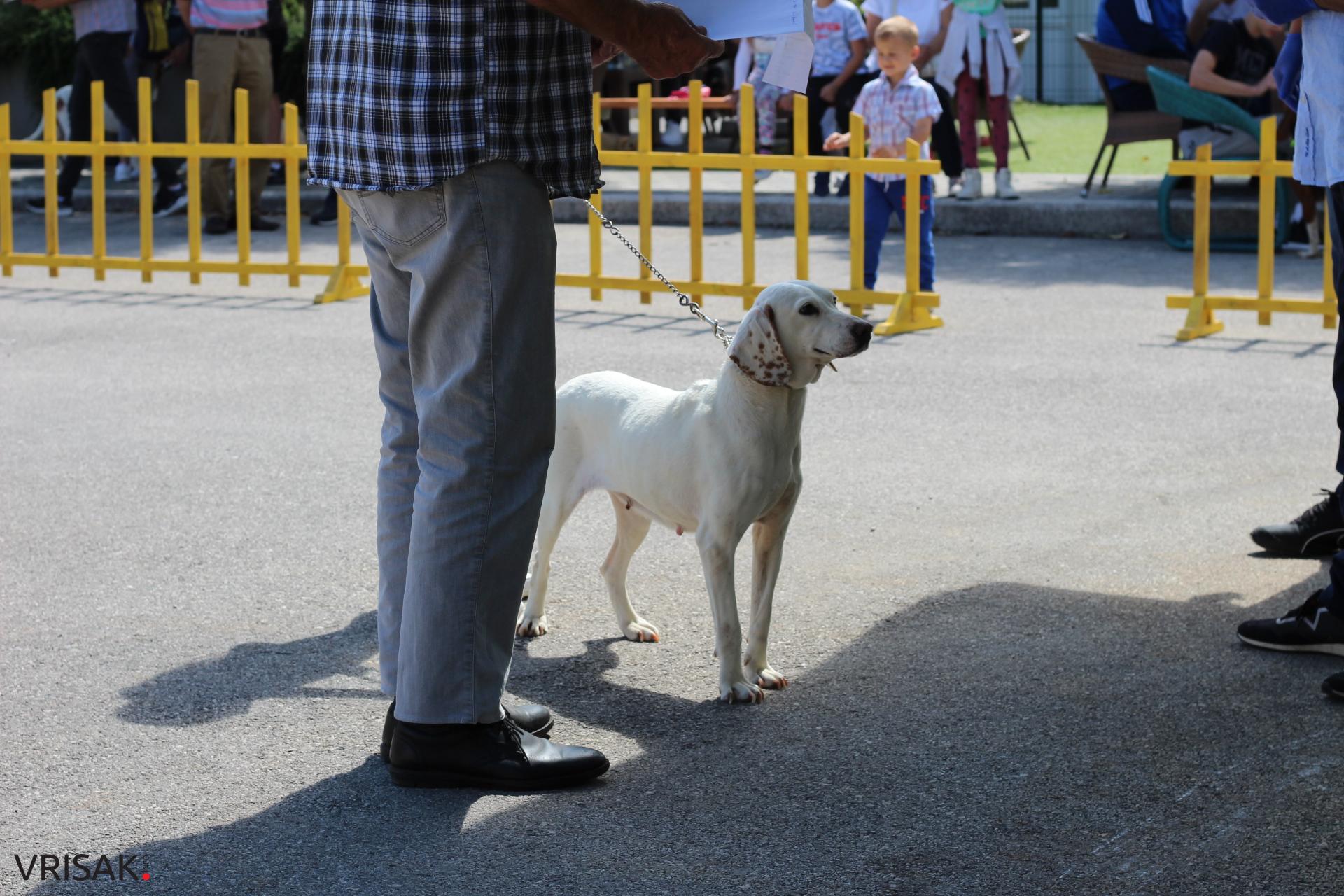 FOTO: Održana revija pasa u Širokom Brijegu