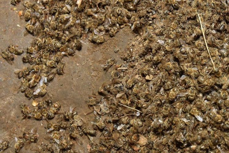 Otkriven krivac za nezapamćeni pomor milijuna pčela?