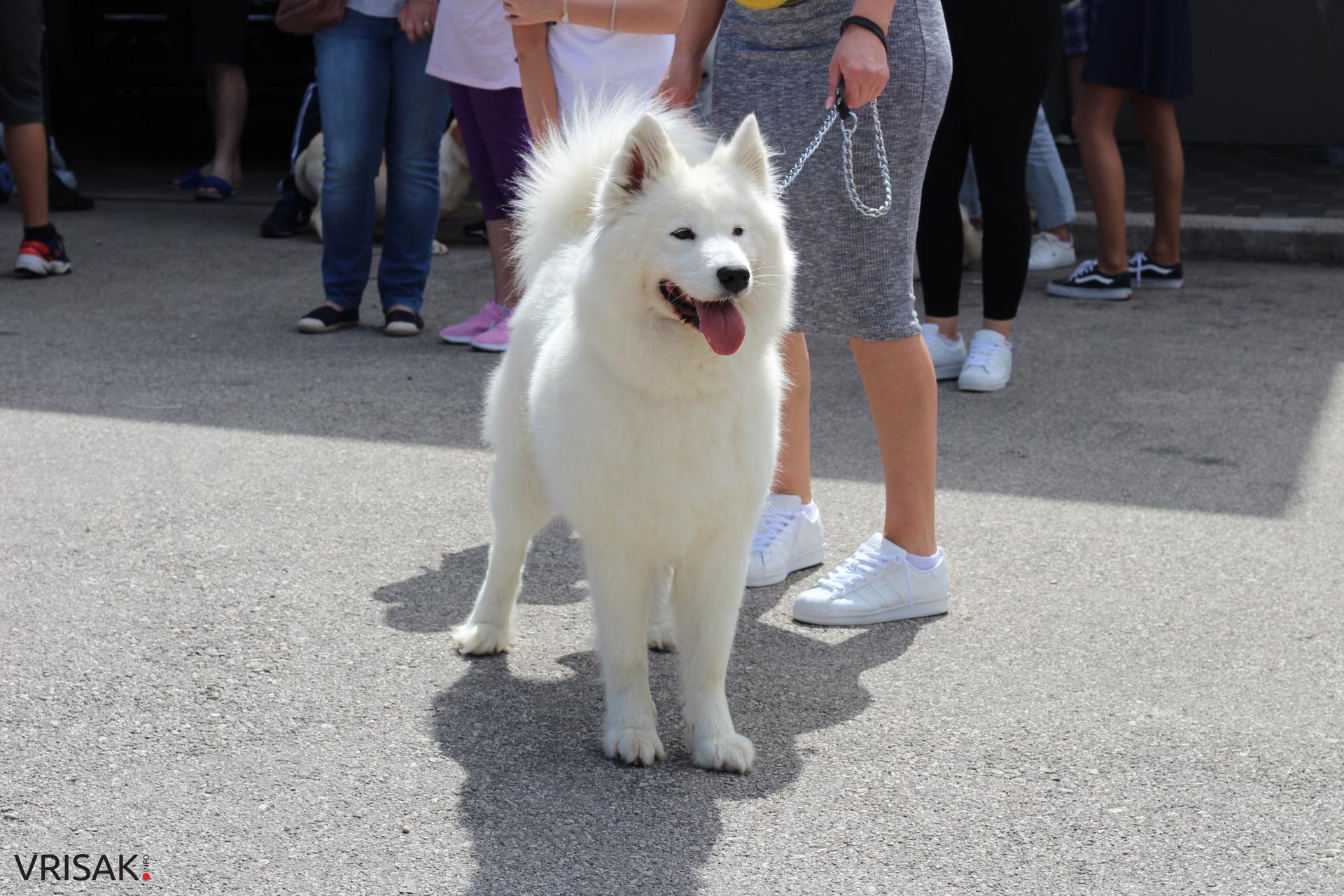 FOTO: Održana revija pasa u Širokom Brijegu